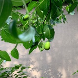 网里的夏洛