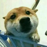 西红柿不是番茄