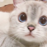 yao