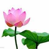 紫鸢