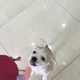 飞不了的飞鱼