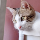 冷冷