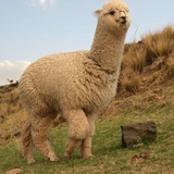 Locke sheep