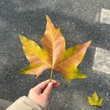朱朱