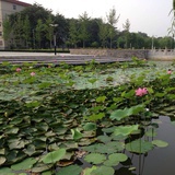 糖葫芦