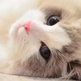 黛西