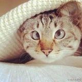 猫在潜水