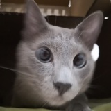 叽萝他爸