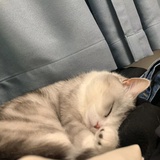 种棵橘树