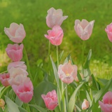 舒芙蕾欧姆蛋