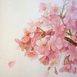 空也兰