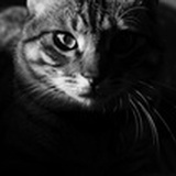 小猴同学