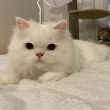 萤火