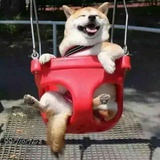 狗爬式