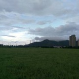无名的蒲公英