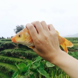 所爱隔山海🍃