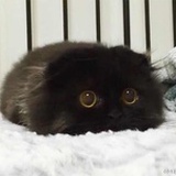 不挑食的猫