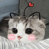 小鸡吃米