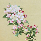 红鲤鱼与绿鲤鱼