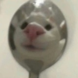 番茄菜园小饼🍅