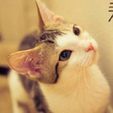小猫淘气103