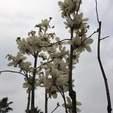 傅阳姿