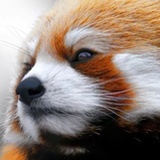寒鹰