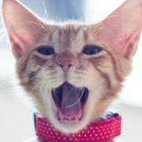 加肥猫心田狸