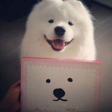 哈尼哈尼