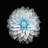 五星级辣条