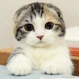 懵懵猫