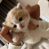 砖砖