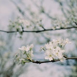 蒼一月