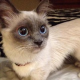 雾都贝克街的呗