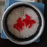 申光