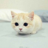 青妮