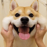 毛豆豆