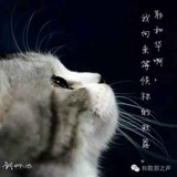 爱拾掇小猫｛翼