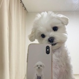糖炒小油栗