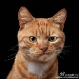 圆圆