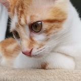 烟湖散人