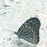 付婷