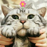躺喵