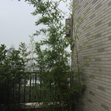陈峰