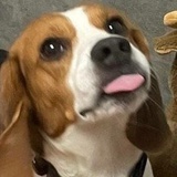 璀璨夺目美猪猪