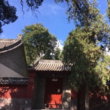 我家屋后一排树