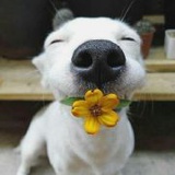 🐶