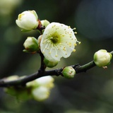 莫悉