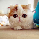 曾经沧海🐈