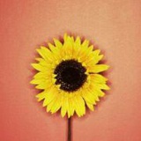 蚯蚓弯弯如明月